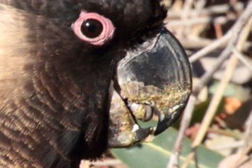 Wallpaper thumb: Carnaby's Black-Cockatoo